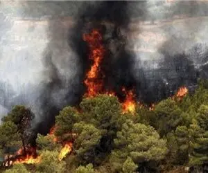 وسعت آتش‌سوزی در جنگل‌های درازنو چقدر است؟