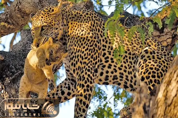 Leopard Steals Lion Cub
