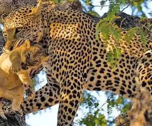 از جذابیت های حیات وحش؛ پلنگ نر به ماده شیر رَکب زد و توله اش را دزدید و بلعید!