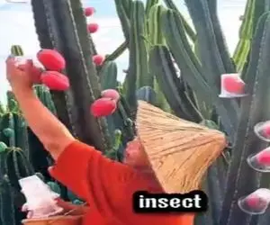 کشاورزی نوین؛ گل کاکتوس رو چیدن بعد جاش لیوان یکبار مصرف گذاشتن میوه داد تپل و آبدار