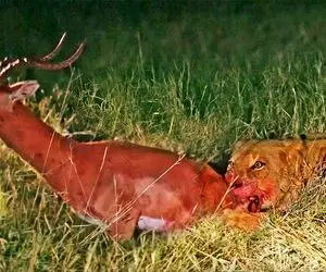 مستند حیات وحش؛ ایمپالا در حالی که شیر داره می خوردش میخواد فرار کنه