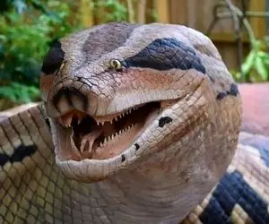 حیوانات غول جثه؛ مارهای بزرگ و ستبر که اندازه تریلی هستن و مثل هیولا ترسناک اند