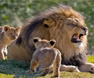 مستند حیات وحش؛ شیر به نر خود خیانت می کند، توله ها بها می پردازند