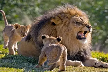 مستند حیات وحش؛ شیر به نر خود خیانت می کند، توله ها بها می پردازند