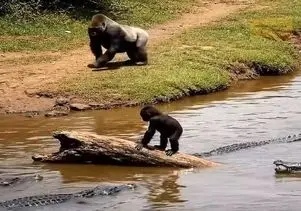 معماری طبیعت؛ بچه گوریل رو تمساح ها دوره کردن باباش که رسید همه غلاف کردن