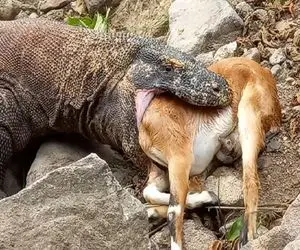 جذابیت حیات وحش؛ کومودو دده بزکوهی درسته بلعید سه بار نشخوار کرد نرم شه بخوره