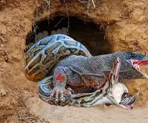 شاهکار حیات وحش؛ کومودو ددمنش به پیتون غول شبیخون زد اونم پیچید دورش بلعید