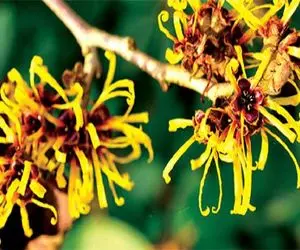 گیاه فندق افسونگر؛ خواص بی نظیر این دمنوش که عمرا میدونستی!