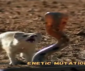 بر مدار وحش؛ مانگوس و مار عین سگ و گربه هی میپرن به هم