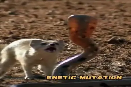 بر مدار وحش؛ مانگوس و مار عین سگ و گربه هی میپرن به هم