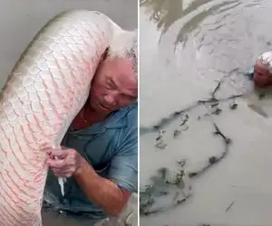 غذای دریایی ؛ مرده اومد ماهی رو بگیره ماهیه اونقدر گُنده بود که مرده رو کشید برد!