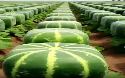 کشاورزی نوین؛ هندونه قالب مکعبی پرورش دادن انقد قشنگه آدم دلش آب میفته