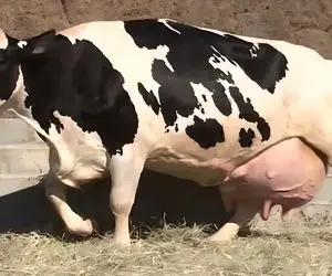 فرآوری گاو؛ گاو به قدری شیرش زیاده که نتونست راه بره و همون جا نشست تا بیان بدوشنش