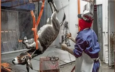 فرآوری الاغ؛ چگونگی تبدیل الاغ به گوشت در کارخانه‌های مدرن برای شکم رانی