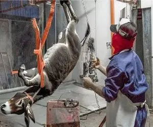 فرآوری الاغ؛ چگونگی تبدیل الاغ به گوشت در کارخانه‌های مدرن برای شکم رانی