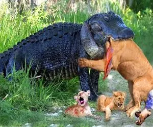 نارام زیان؛ تمساح دد سر شیر قسی و از قفا کند توله شو بلعید خودشو برد برای عصرونه