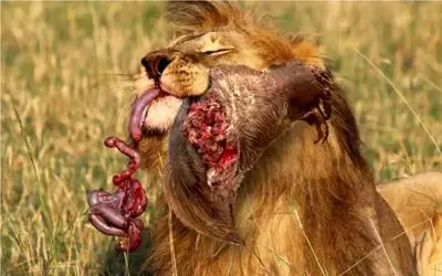 جنگ حیات وحش/شیر به کیسه کانگرو پنجه زد شکمشو ریخت بیرون بچشو با چنگ و دندون حفظ کرد