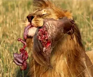 جنگ حیات وحش/شیر به کیسه کانگرو پنجه زد شکمشو ریخت بیرون بچشو با چنگ و دندون حفظ کرد