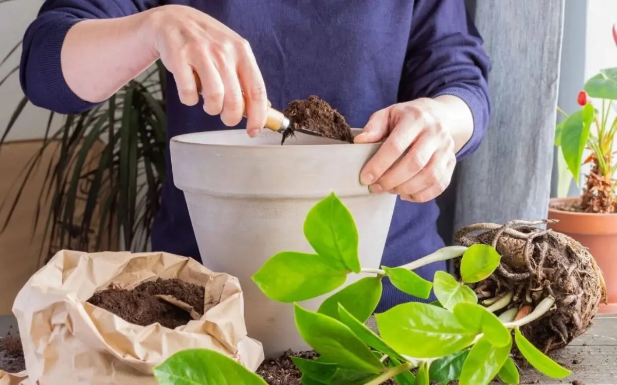 growing-houseplants5