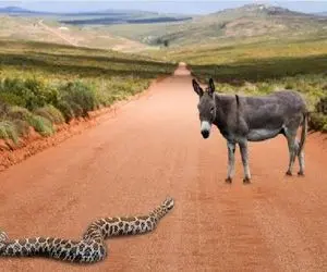 مستند حیات وحش؛ الاغ با خر بودنش حریف میطلبه