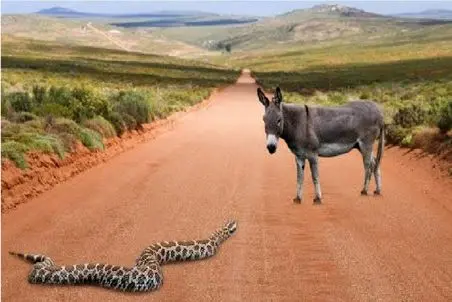 مستند حیات وحش؛ الاغ با خر بودنش حریف میطلبه