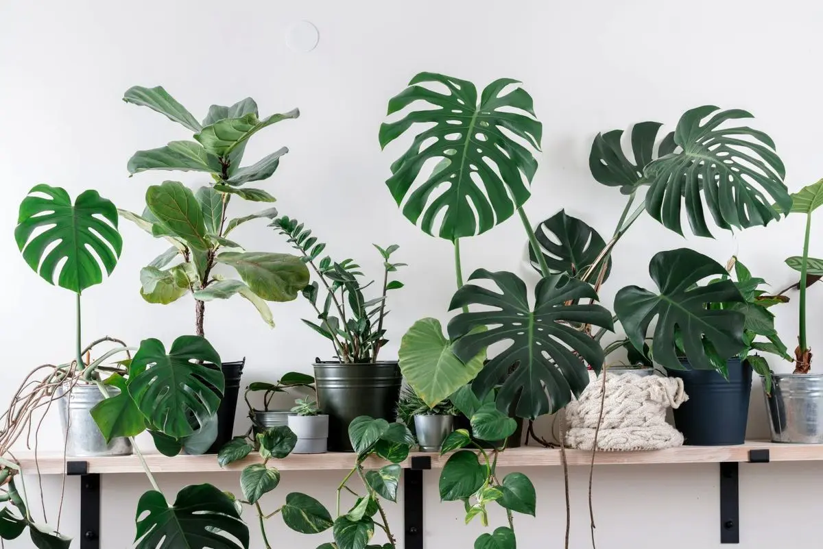 گیاهان آپارتمانی مقاوم و ارزان