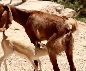 مستند حیات وحش؛ بز داغدار مادر بره آهوی یتیم شد‌ و شیرش داد