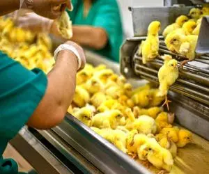 کارخانه حیوانات؛ جوجه های رنگی برای تولید غذا چگونه درست می شوند