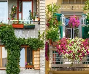 گلهای رونده و زیبا مناسب برا بالکن کوچک / به اینا باشه تا آسمون میرن روی خدا رو ببوسن