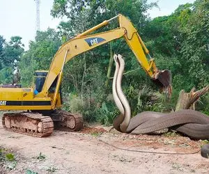 ماشین آلات غول پیکر؛ بیل مکانیکی درختارو قطع میکنه راه برا پیتون کله خر باز شه