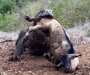 مستند حیات وحش؛ کومودوی قصی لاشه بره رو نصفه بلعید نشخوار کرد