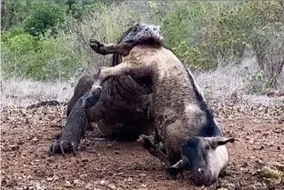 مستند حیات وحش؛ کومودوی قصی لاشه بره رو نصفه بلعید نشخوار کرد