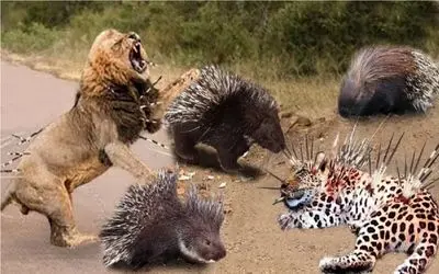 حیات وحش مصنوعی/ خار های برنده جوجه تیغی تو سر و صورت گرگ های وحش پاشید