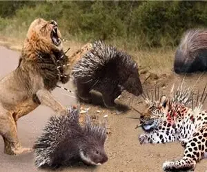 حیات وحش مصنوعی/ خار های برنده جوجه تیغی تو سر و صورت گرگ های وحش پاشید