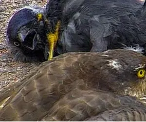 از بدایع حیات وحش؛ شاهین با نوکش سر جوجه کلاغو از جا کند کرد تو حلق مادرش