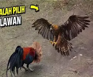 شاهکار حیات وحش؛ خروس جنگی به عالم و آدم میپره