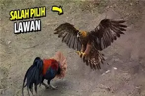 شاهکار حیات وحش؛ خروس جنگی به عالم و آدم میپره