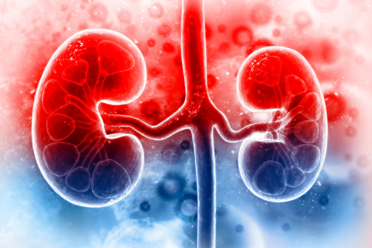 Human-kidney-on-scientific-background-1090830664_3600x2400