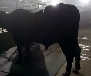 حیوانات غول جثه؛ سنگین ترین و بزرگ ترین گاو نر دنیا که بیش از 2000 کیلو وزن دارد