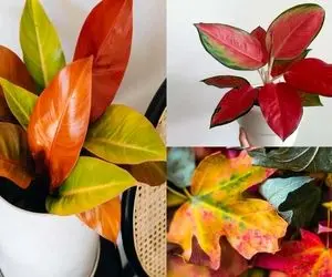 گیاهانی که میشود در پاییز کاشت / هم زینتی بکار هم خوراکی که یه تیر و دو نشون زده باشی