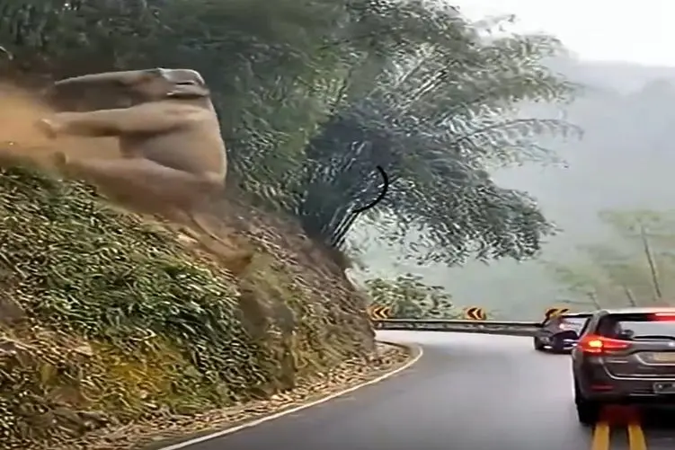 معماری طبیعت؛ فیل ملق زنان از بالا تپه پرت شد وسط جاده