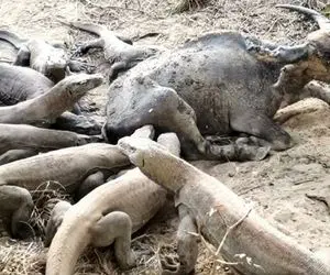 دیدنی های حیات وحش؛ 10 تا کومودو بوفالو که از همه شون سنگین تر بود رو به زانو درآوردن