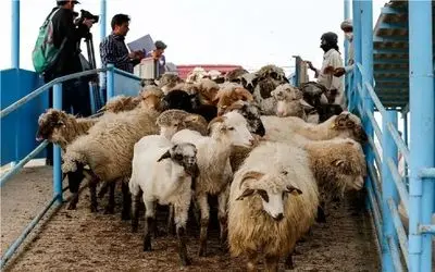 قیمت دام زنده امروز ۱۰ آذر 1404 + جدول