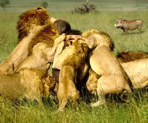 جذابیت حیات وحش / شیرها با نبرد از جایگاه خود در حیات وحش دفاع می کنند