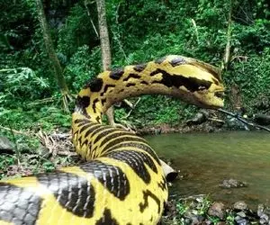 از جذابیت های حیات وحش؛ مار پیتون غول پیکری که مثل پل وسط دره رو پر کرده