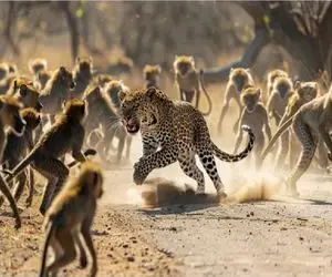 شاهکار حیات وحش / این پلنگ با 50 بابون درگیر شد ببینید چه اتفاقی می افتاد