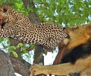 بدایع حیات وحش؛ پنلگ بچه شیر و میبرد بالا درخت که ناغافل شیر پدر از پشت دریدش