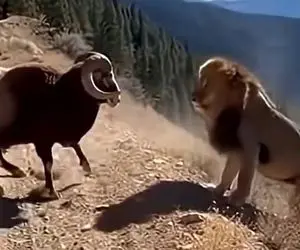 مستند حیات وحش؛ بزکوهی شیر رو بد جا گیر انداخت ناغافل زد بدم زد