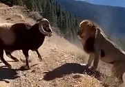مستند حیات وحش؛ بزکوهی شیر رو بد جا گیر انداخت ناغافل زد بدم زد