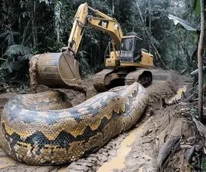 حیوانات غول پیکر؛ پیتون هرکول با شکم قلمبه شده وسط خیابون سبز شد بیل مکانیکی جمعش کرد